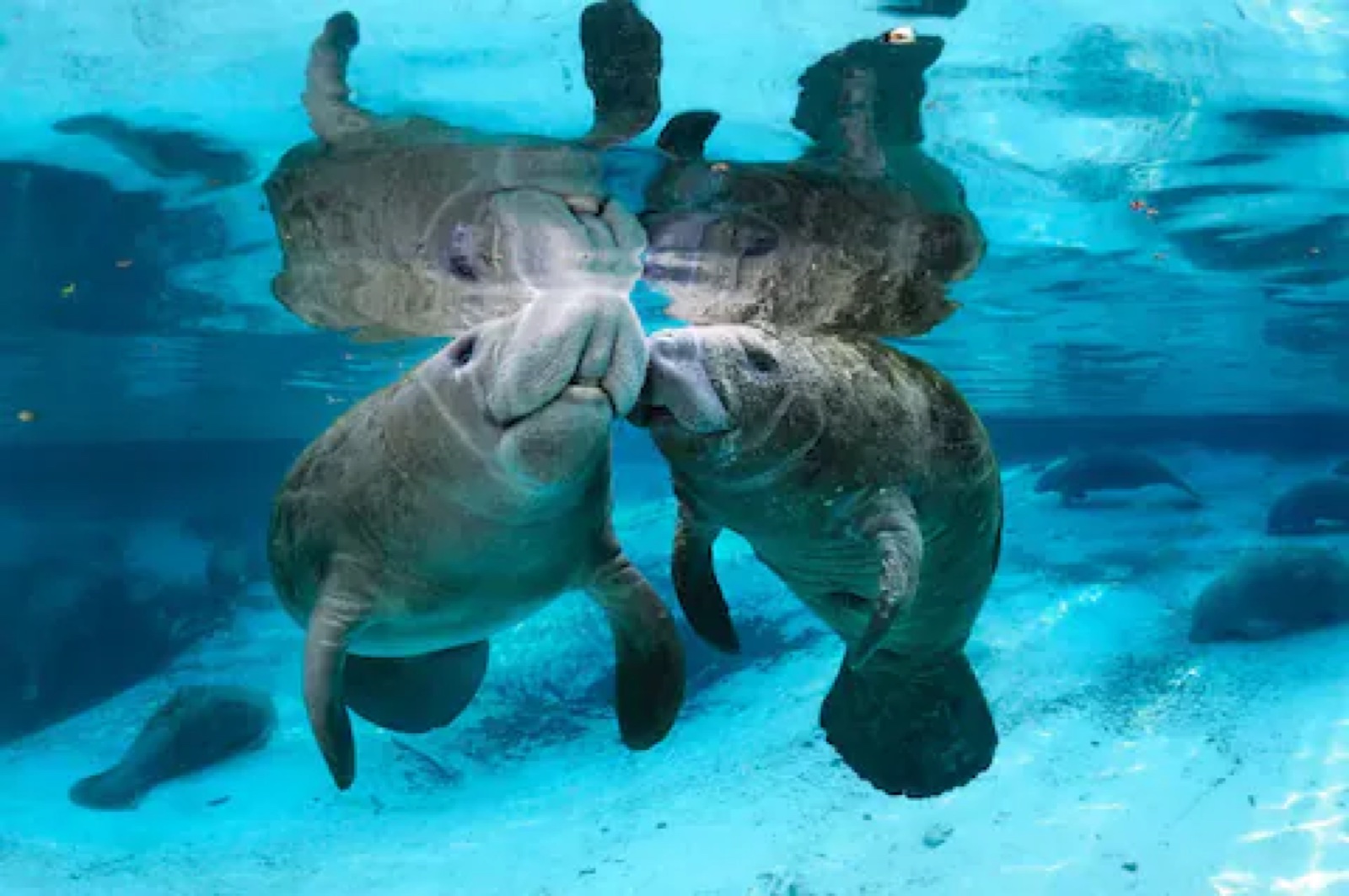 Manatees underwater in Crystal River